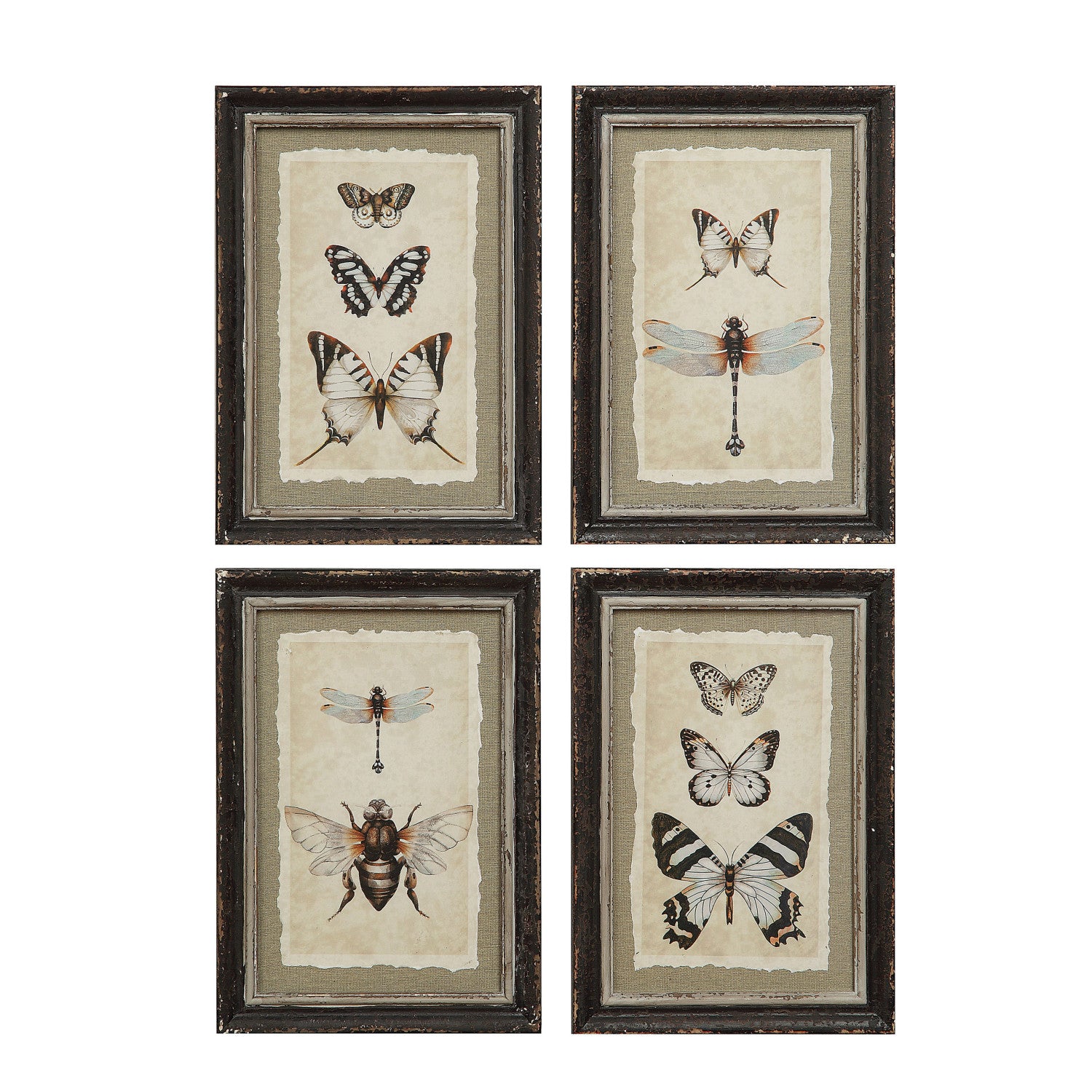 Framed Wall Decor with Insect Print, 4 Styles