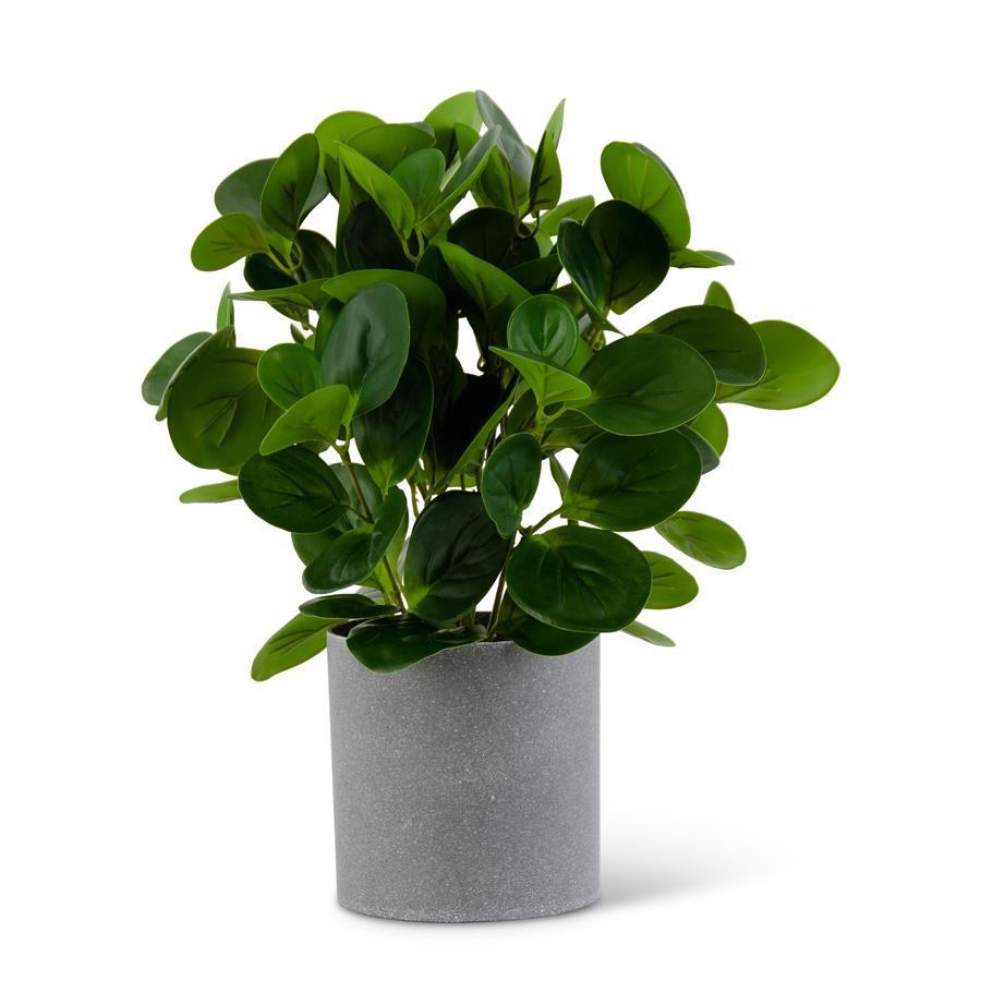 Watercress Foliage in Gray Pot