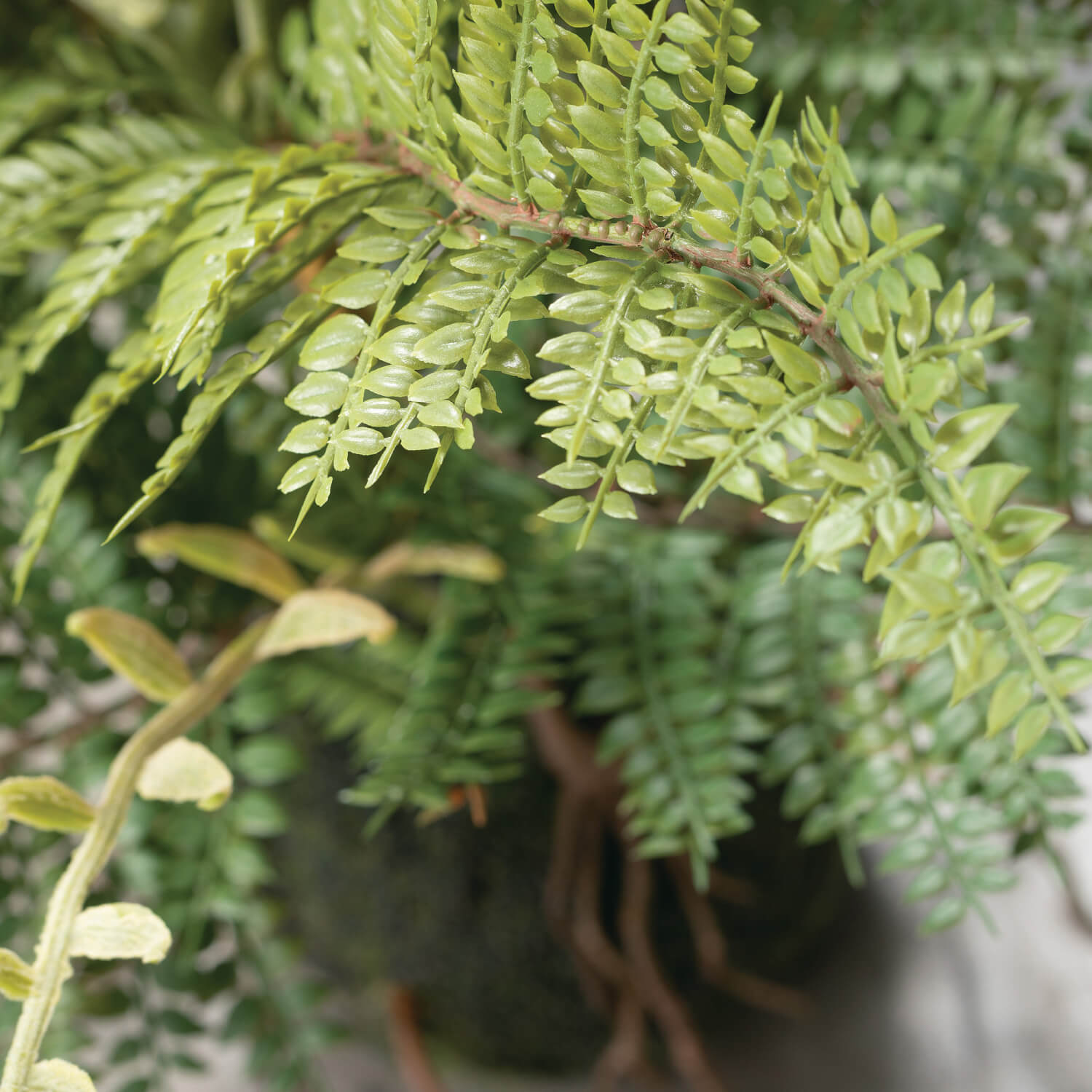 Fern With Root Ball - Thumbnail 3