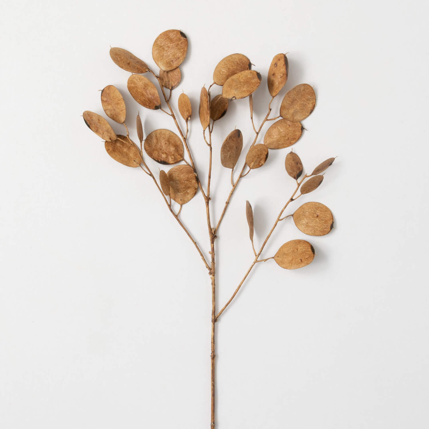 Dried Linaria