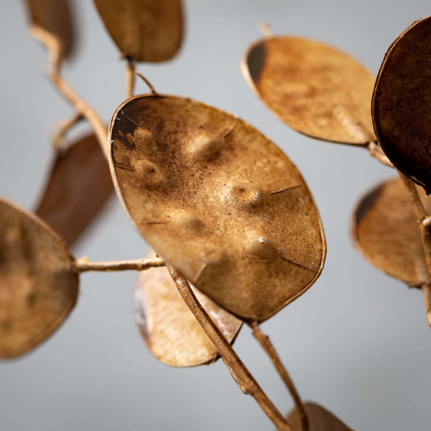 Josephine Interiors Dried Linaria - Thumbnail 2