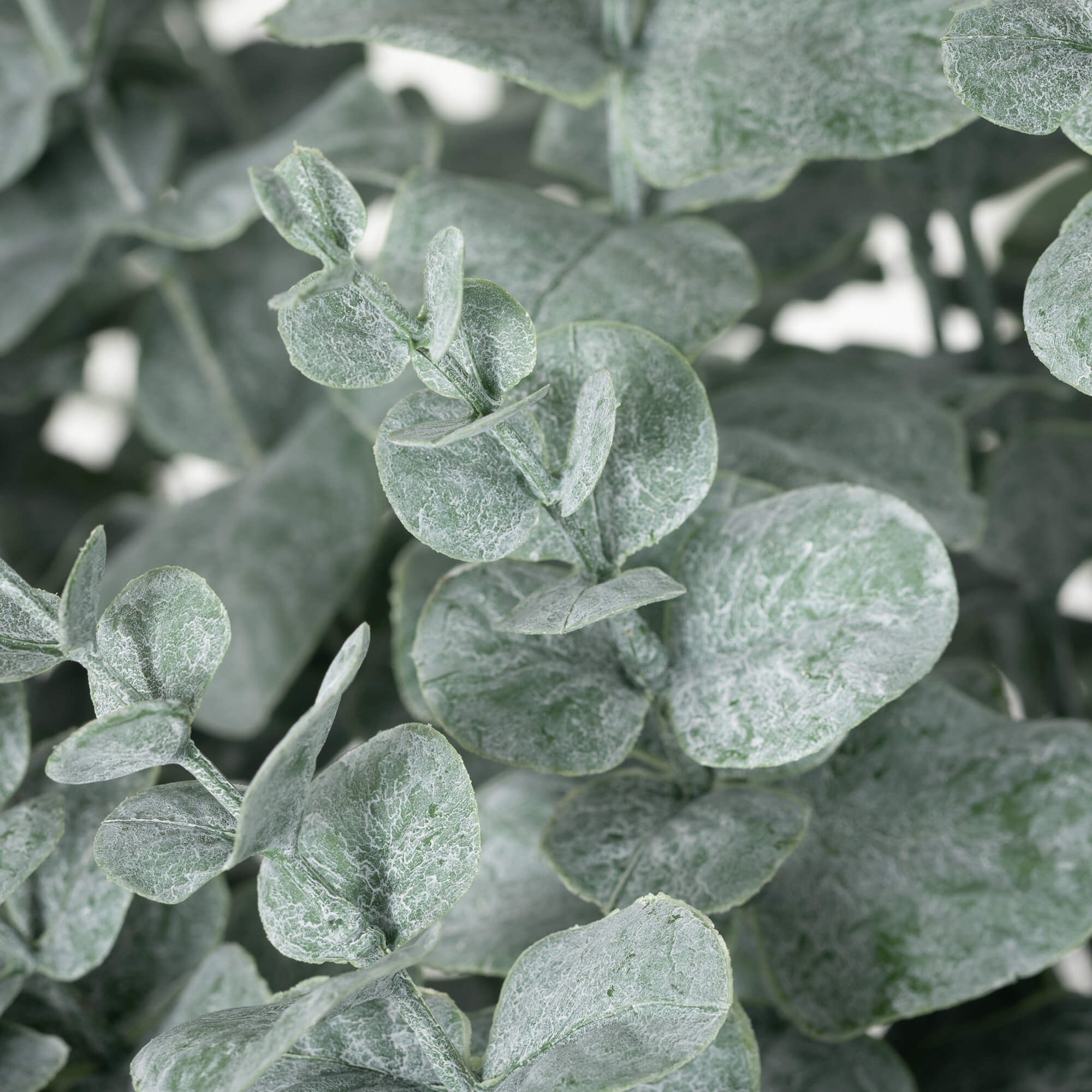 Potted Eucalyptus Bush - Thumbnail 3