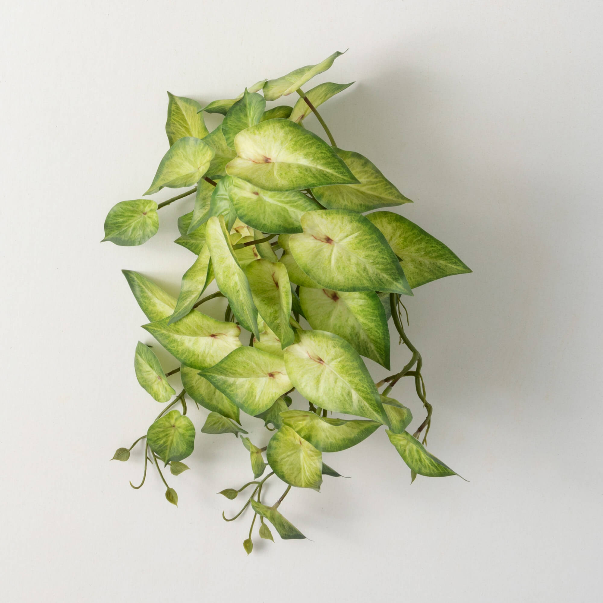 Variegated Syngonium Bush