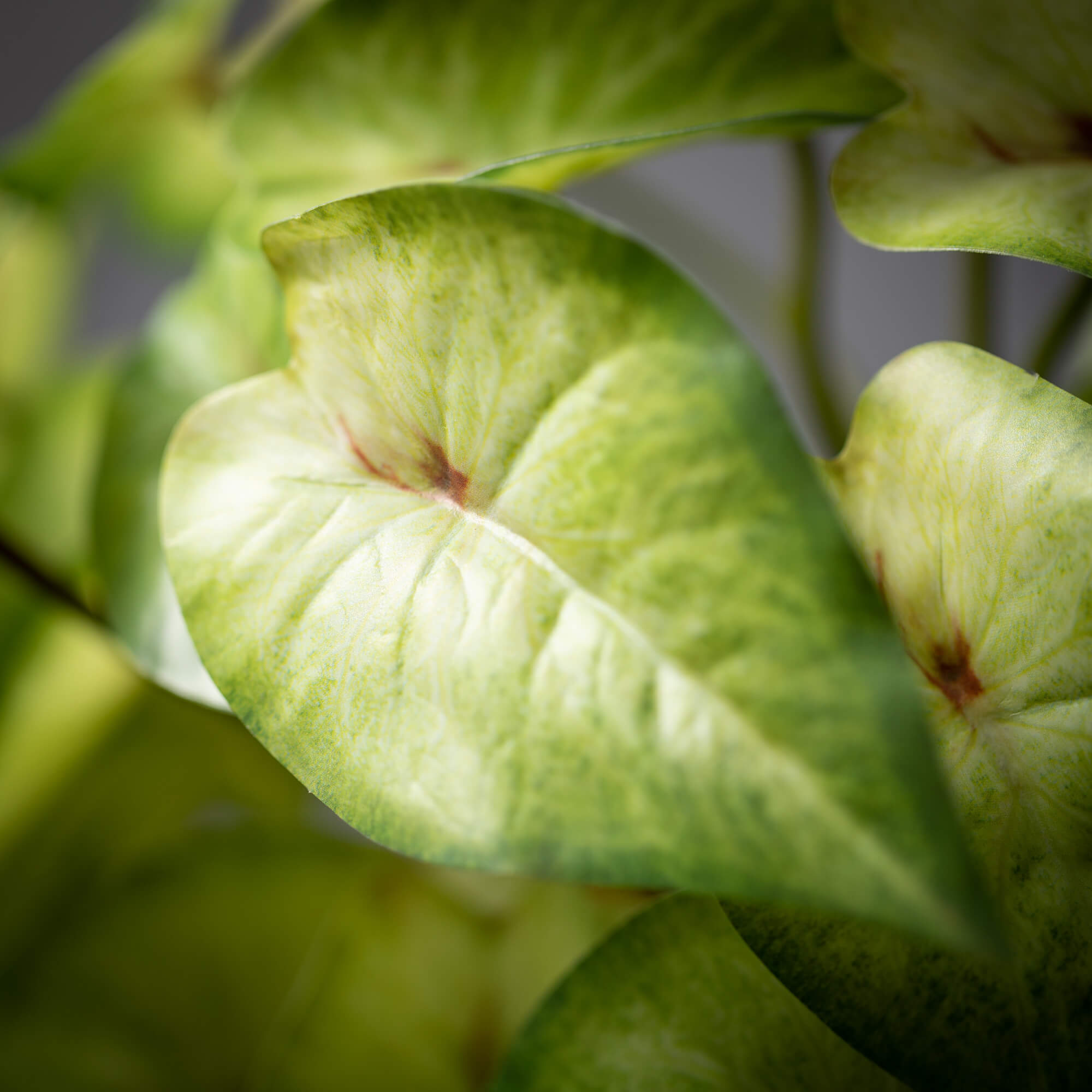 Variegated Syngonium Bush - Thumbnail 2