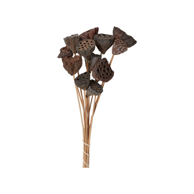 Dried Lotus Pods