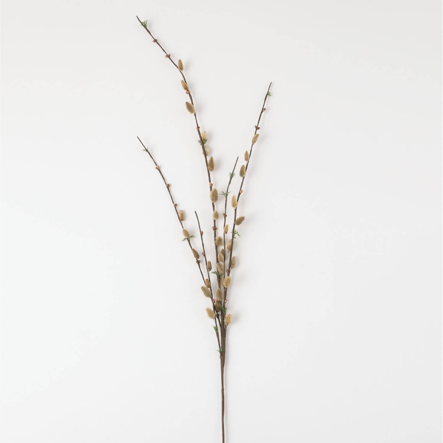Pussy Willow Branch