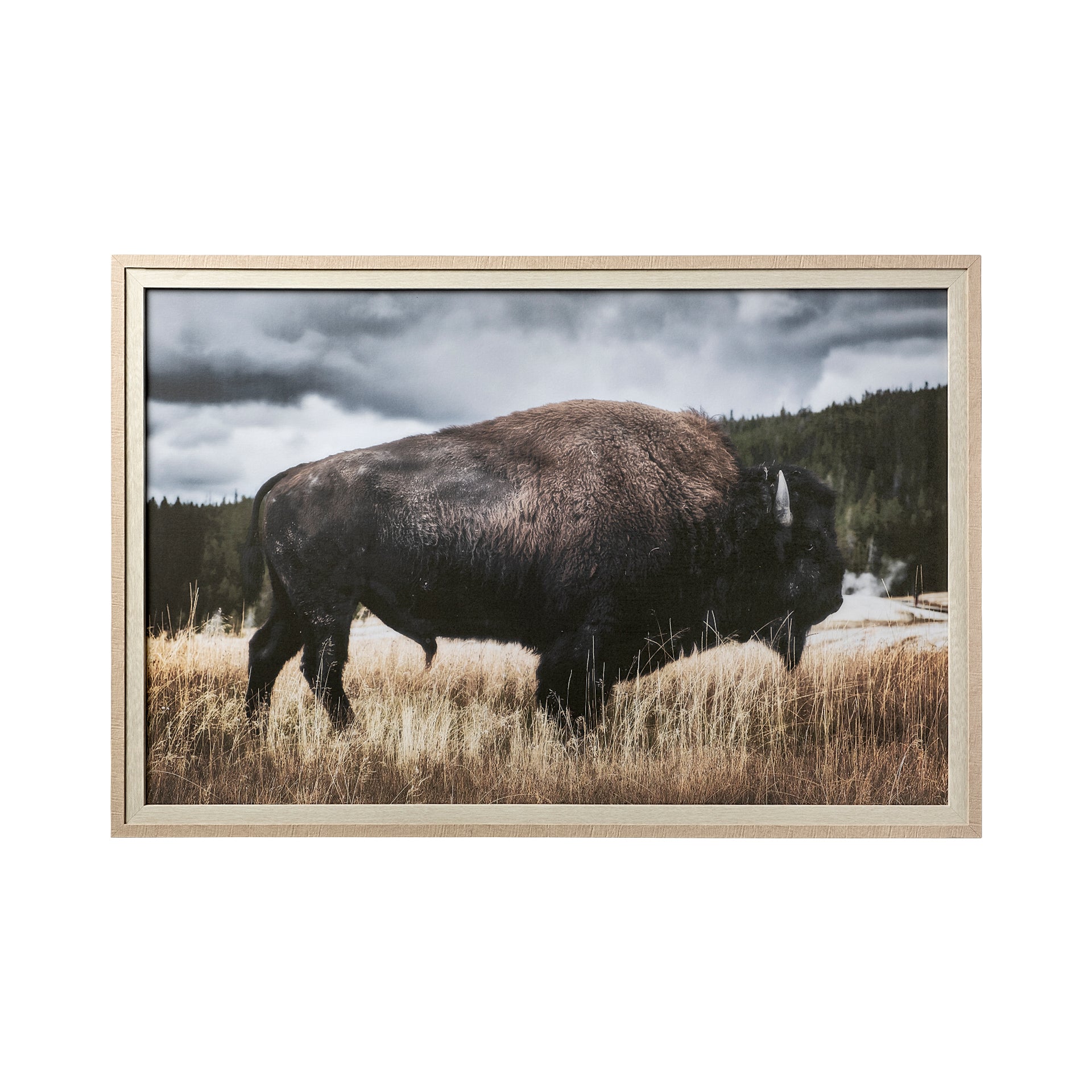 Josephine Interiors Yellowstone Bison